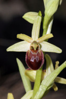 06-3084 Early Spider Orchid (Ophrys sphegodes) Gorges Du Tarn, Cevennes National Park, France